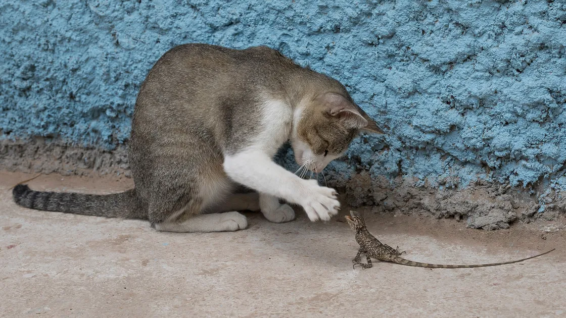Un chat adulte tigré assis au fond d’un box de refuge, devant une porte grillagée