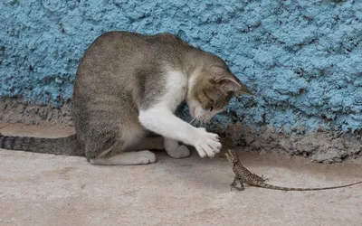 Un chat adulte tigré assis au fond d’un box de refuge, devant une porte grillagée