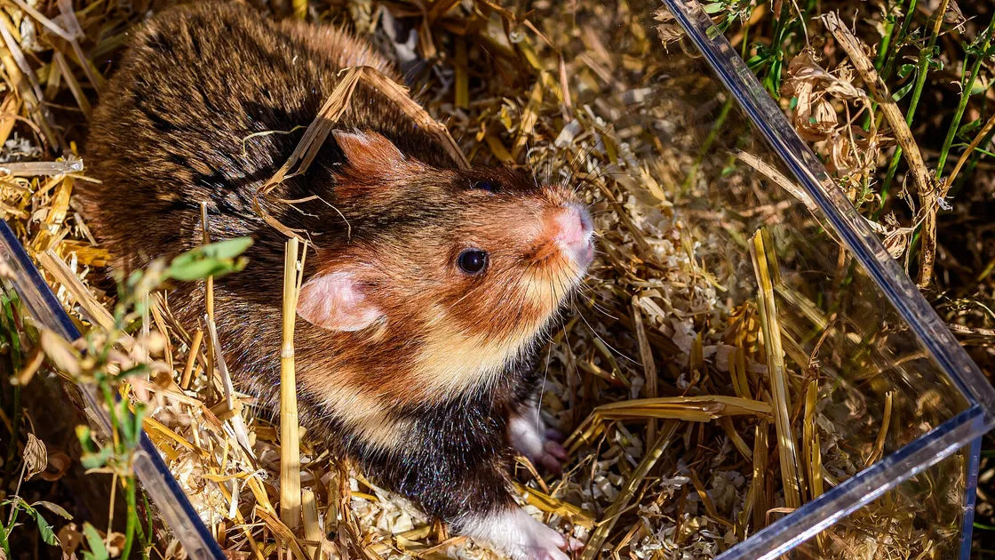 Un grand hamster d'Alsace dans un champ de blé moissonné, à l'entrée de son terrier.