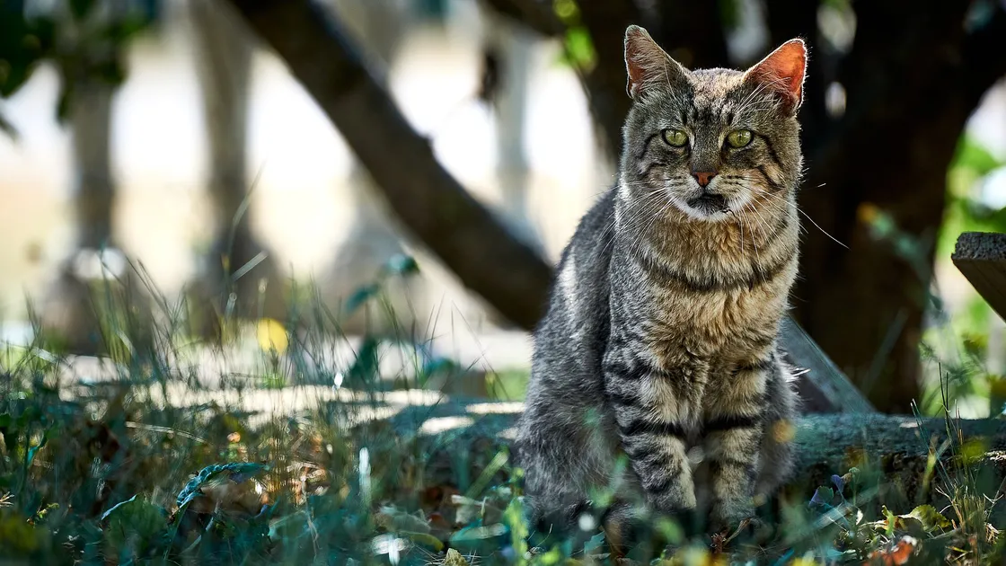 Un poteau d'arbre à chat entouré de corde de sisal usée, plateau de contreplaqué au-dessus
