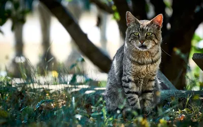 Un poteau d'arbre à chat entouré de corde de sisal usée, plateau de contreplaqué au-dessus