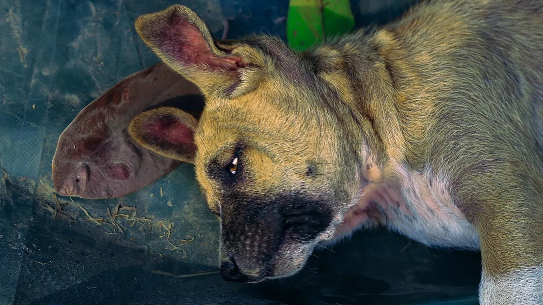 Un chien âgé couché sur le flanc dans une pièce carrelée, arrière-train affaissé