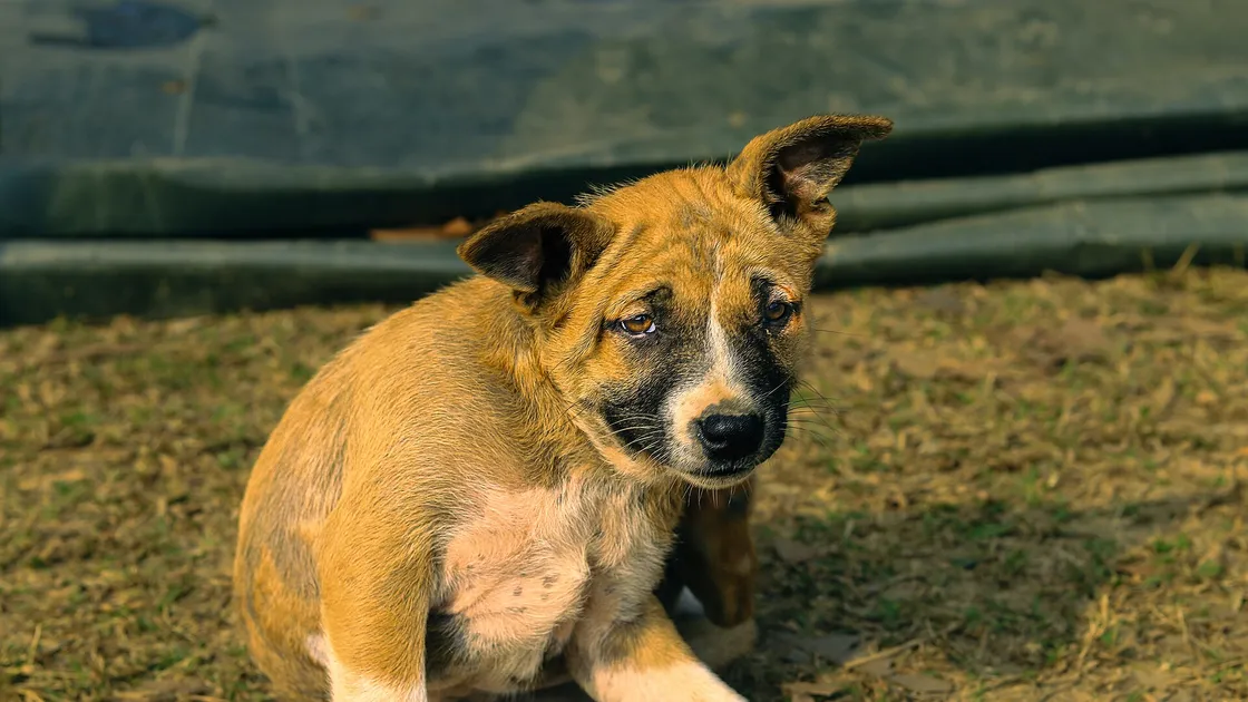 Un chien de type pitbull adulte debout de profil en extérieur, poil ras, tête large et poitrail épais.