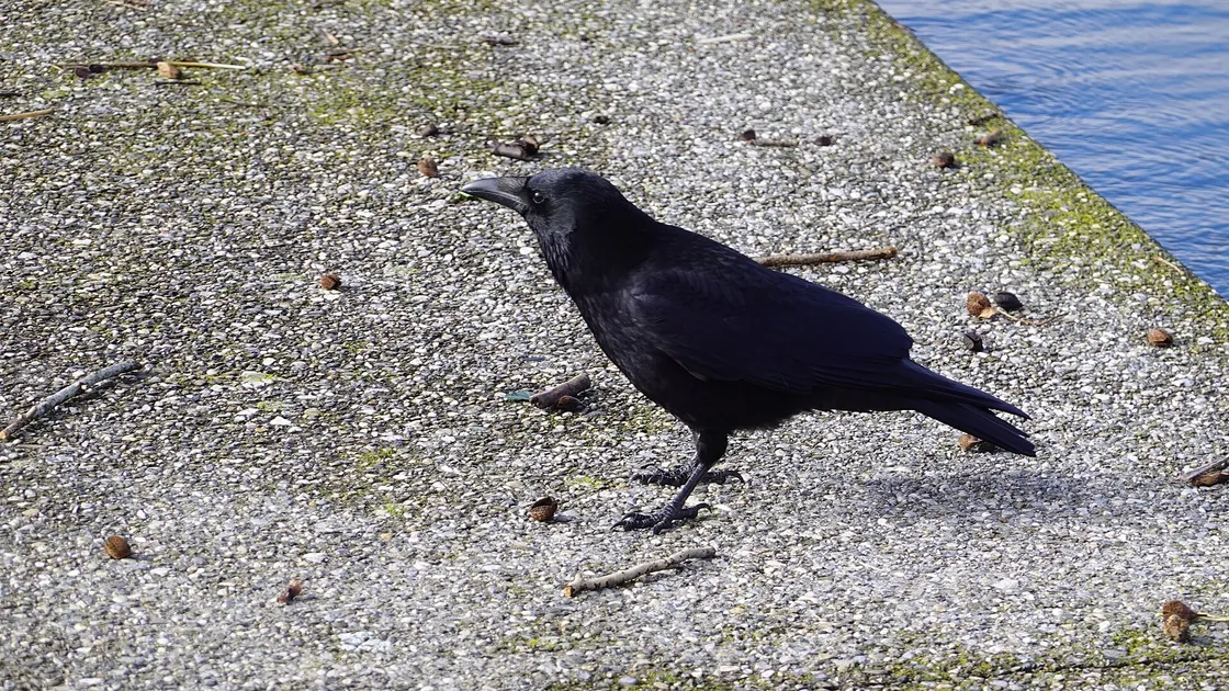 Une corneille noire posée de profil, la base du bec entièrement emplumée et la queue carrée