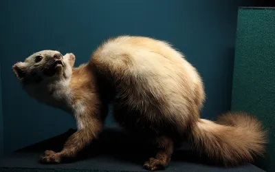 Une fouine de face, la bavette blanche fourchue descendant de la gorge vers les pattes avant
