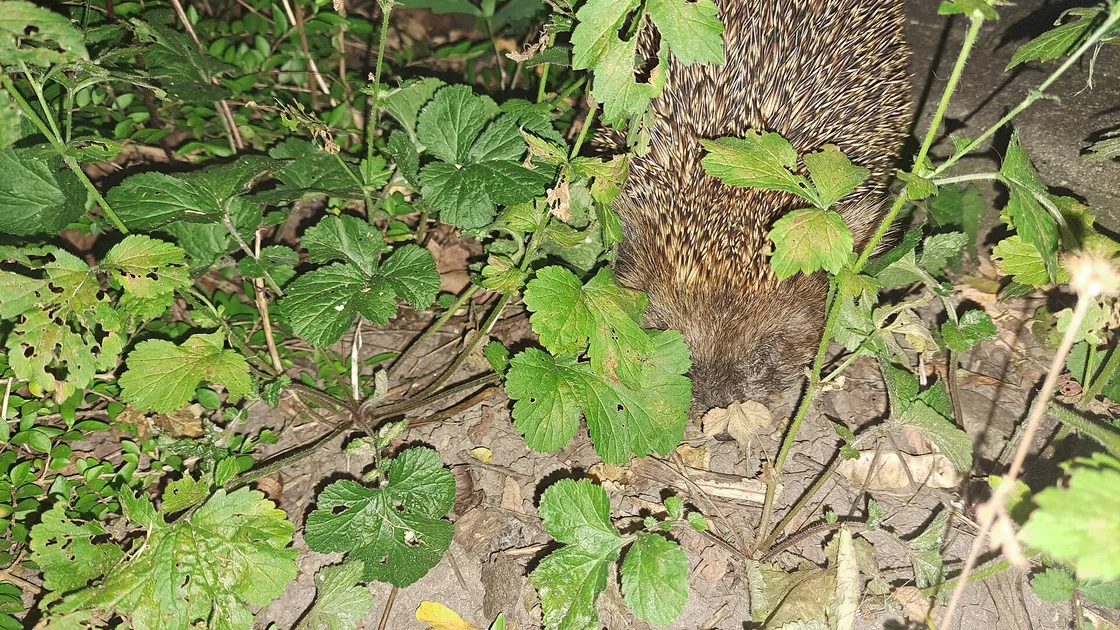 Un hérisson d'Europe de nuit, à demi caché sous des feuilles basses, sur la terre nue d'une bordure de jardin