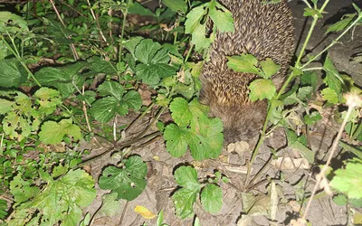 Un hérisson d'Europe de nuit, à demi caché sous des feuilles basses, sur la terre nue d'une bordure de jardin
