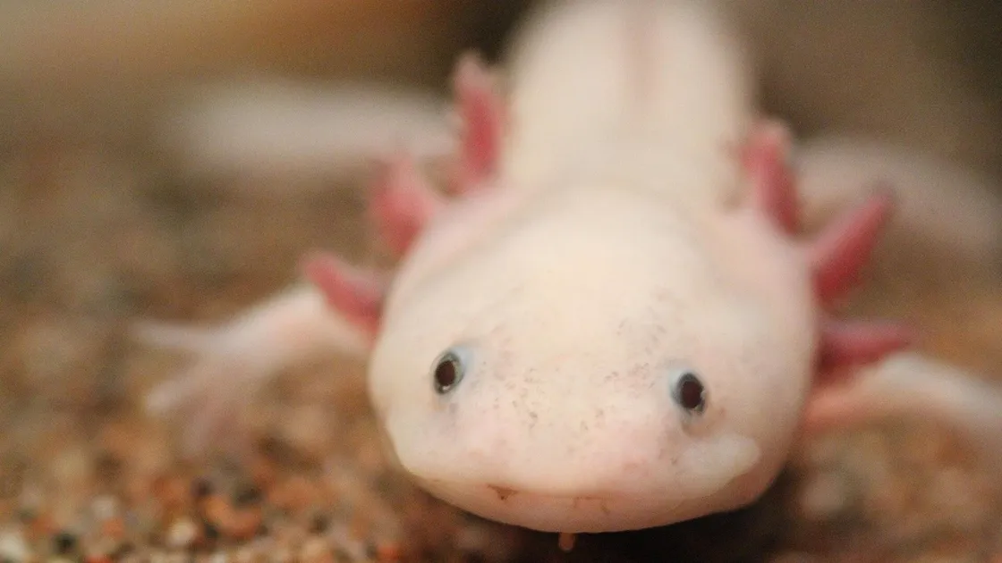 Un axolotl de forme sauvage, brun tacheté, posé sur un fond de sable clair, ses trois paires de branchies externes déployées de part et d'autre de la tête.