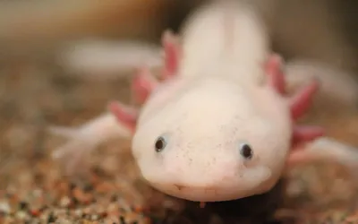 Un axolotl de forme sauvage, brun tacheté, posé sur un fond de sable clair, ses trois paires de branchies externes déployées de part et d'autre de la tête.