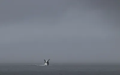 Un mâle adulte d'orque en surface, la haute nageoire dorsale droite hors de l'eau et la tache blanche derrière l'œil.