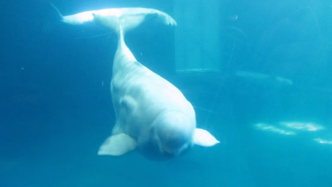 Un béluga adulte en surface dans une eau grise, la tête ronde et le dos dépourvu de nageoire dorsale.