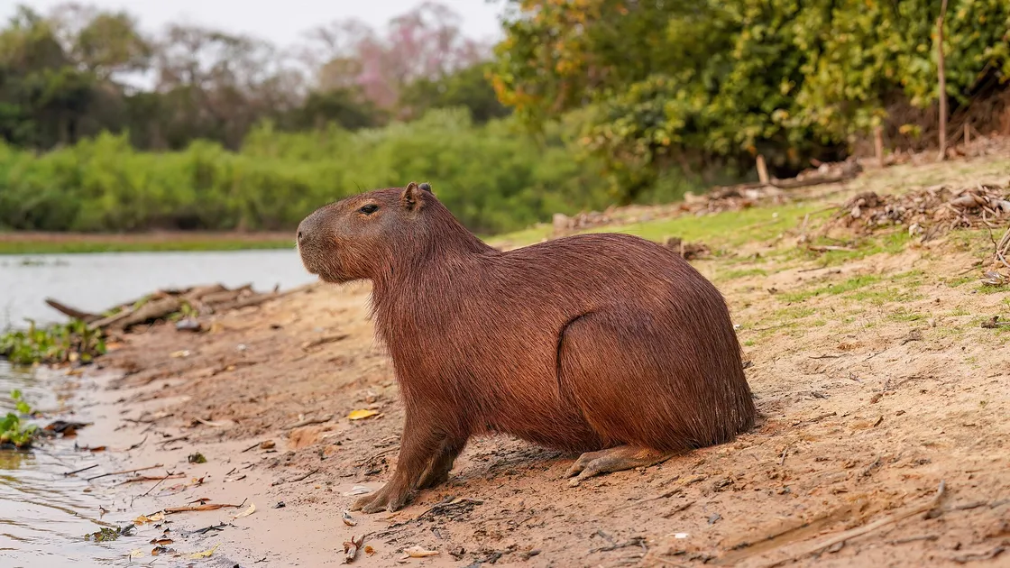 Un capybara immergé jusqu'aux yeux dans une eau calme, seules les narines, les yeux et les oreilles au-dessus de la surface.