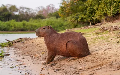 Un capybara immergé jusqu'aux yeux dans une eau calme, seules les narines, les yeux et les oreilles au-dessus de la surface.