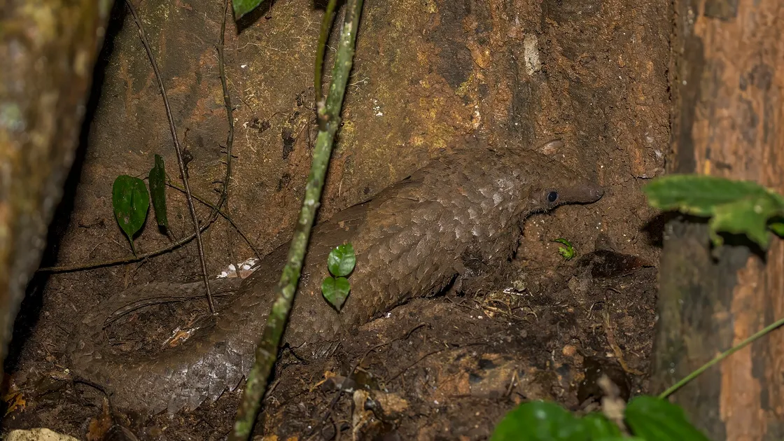 Un pangolin de profil sur un sol de latérite, les écailles brunes du dos se chevauchant comme des tuiles jusqu'à la base de la queue.