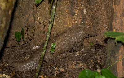 Un pangolin de profil sur un sol de latérite, les écailles brunes du dos se chevauchant comme des tuiles jusqu'à la base de la queue.