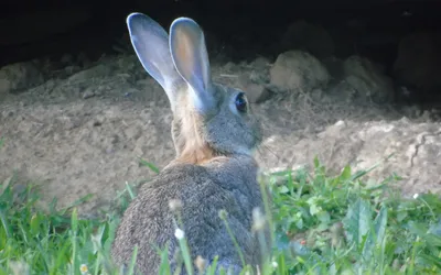 Un lapin blanc dans une cage de laboratoire à barreaux métalliques