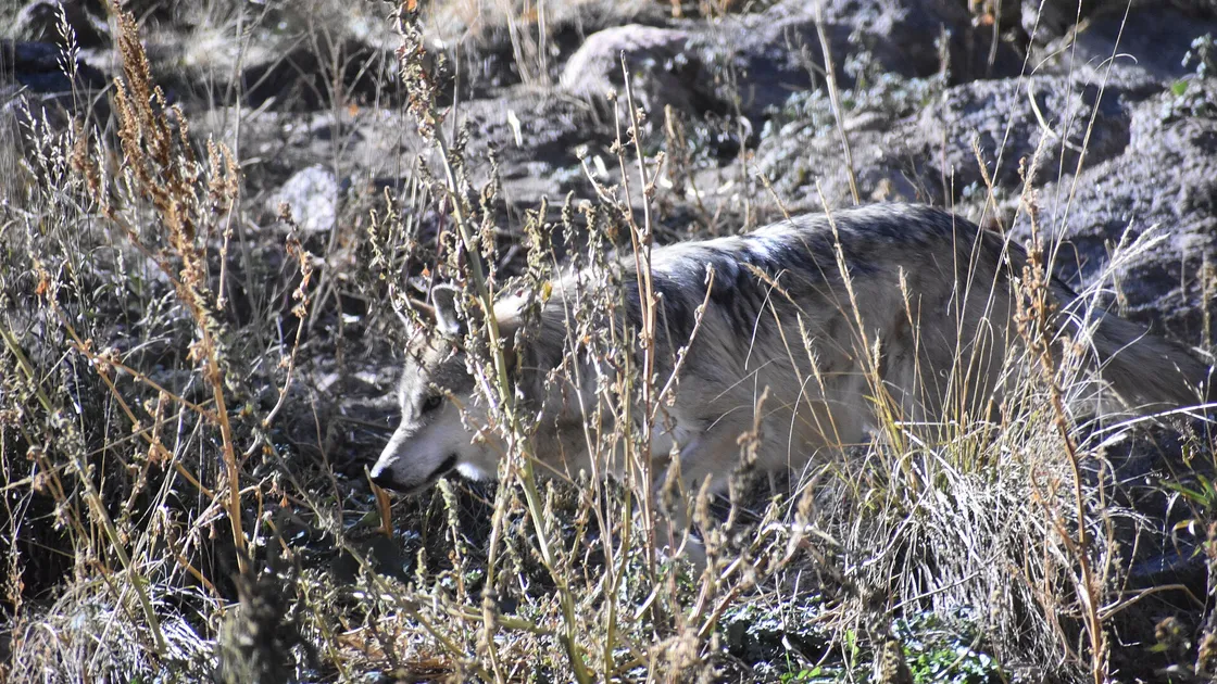 Un loup gris de profil sur une pente enneigée, pelage d’hiver épais et masque facial clair