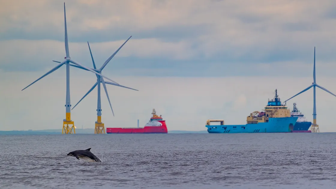 Un grand dauphin en surface dans un bassin bétonné, contre la paroi.