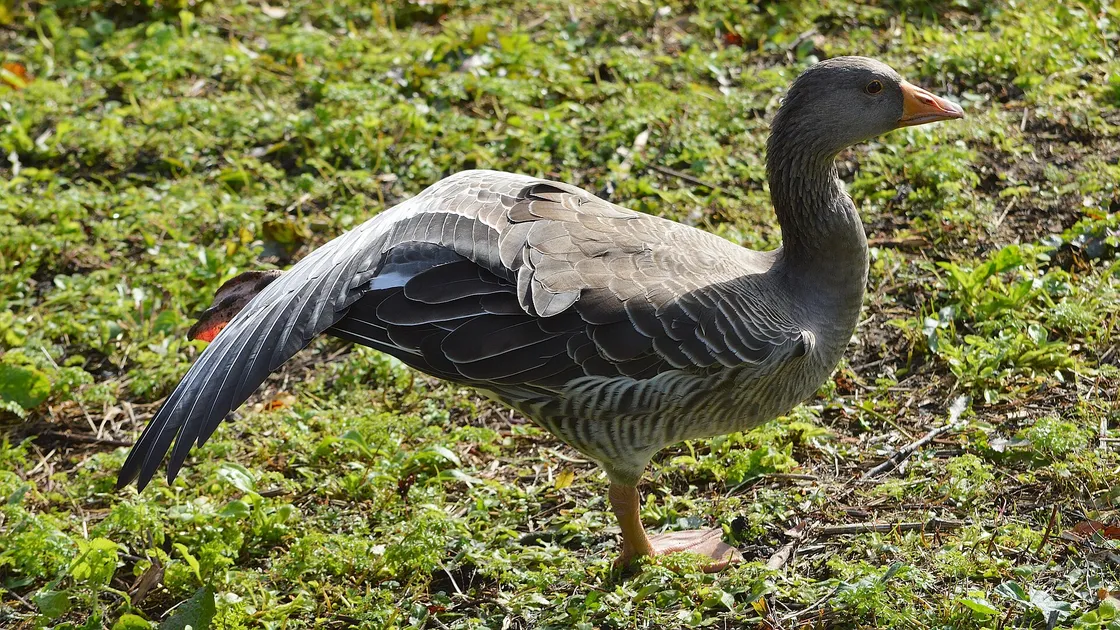 Une oie cendrée de profil sur une berge, le cou tendu à la verticale et le bec rose-orange bien visible