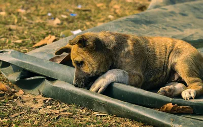 Un chiot de huit semaines assis seul derrière la vitre d’un box de présentation, sur un sol couvert de copeaux.