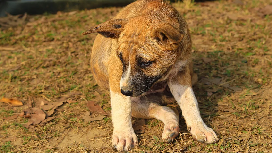 Un chien de profil, l’encolure et le haut de l’épaule dégagés