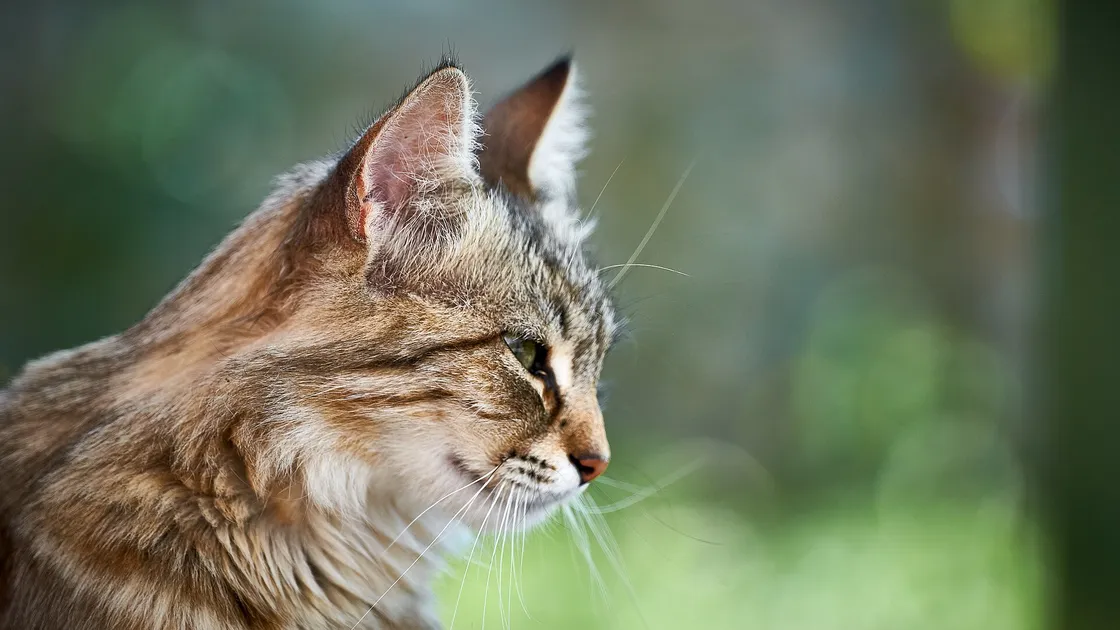 Un chat au collier assis sur un muret de pierre sèche, à la tombée du jour