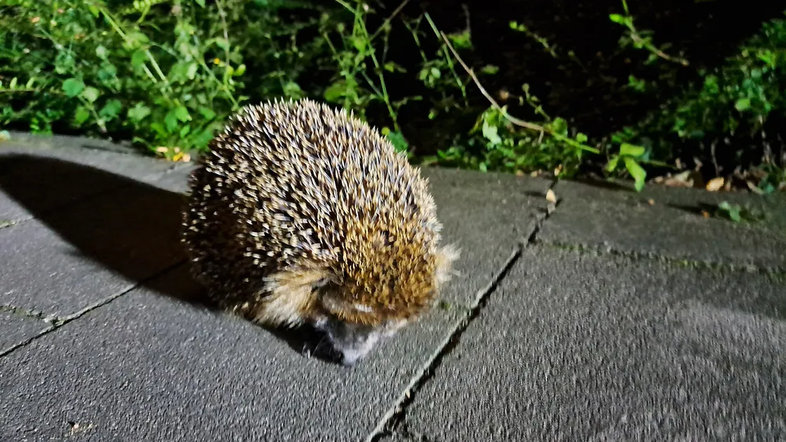 Un hérisson d'Europe traversant de nuit une terrasse en dalles, à la lisière d'un massif