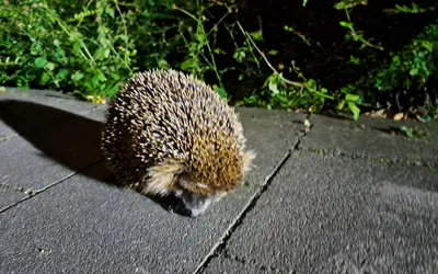 Un hérisson d'Europe traversant de nuit une terrasse en dalles, à la lisière d'un massif