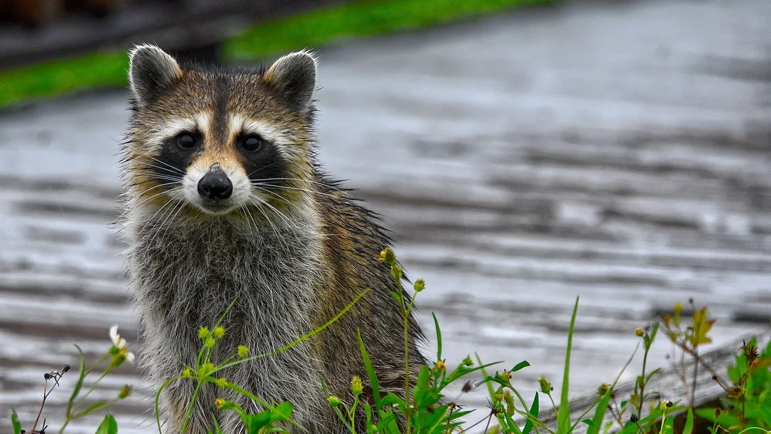Un raton laveur de face au bord d’un fossé, masque facial noir et queue annelée visible