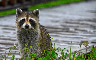 Un raton laveur de face au bord d’un fossé, masque facial noir et queue annelée visible